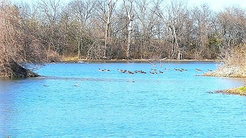 Reflection of trees in water