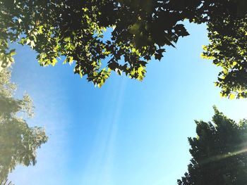 Low angle view of tree against sky