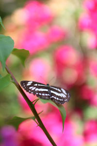 Close-up of butterfly pollinating on pink flower