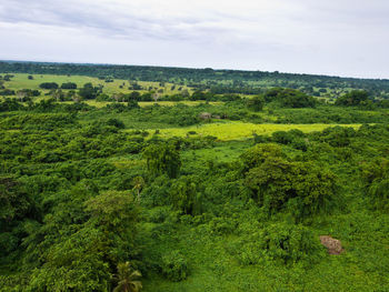 Scenic view of forest against sky