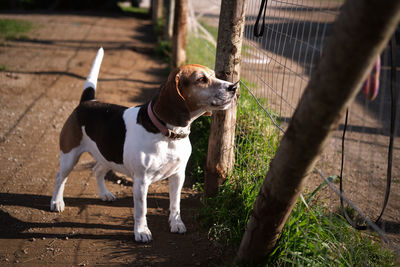 Dog looking away