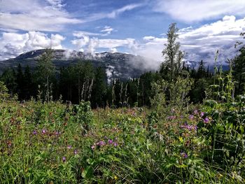 Plants growing on land against sky