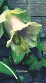 flower