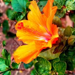 Close-up of flower blooming outdoors