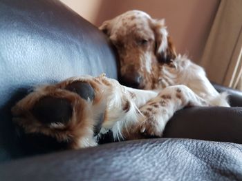 Close-up of dog resting on floor