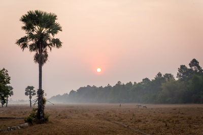 Palm trees on field against sky during sunset