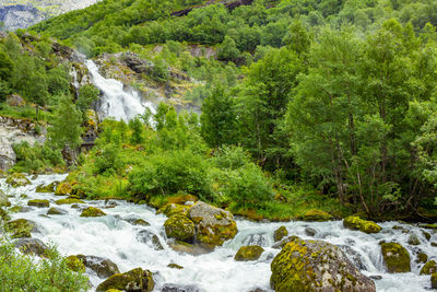 Scenic view of waterfall in forest