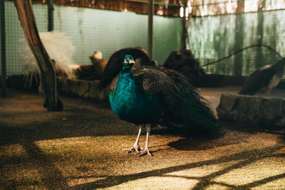 Peacock on a