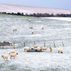 Flock of sheep