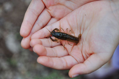 Close-up of hands holding a small crayfish