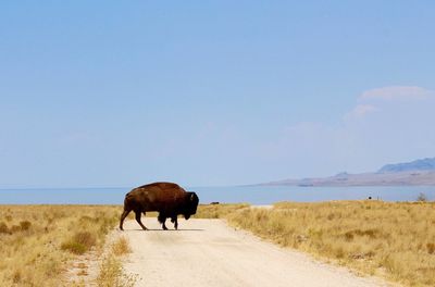 Bison crossing dirt road