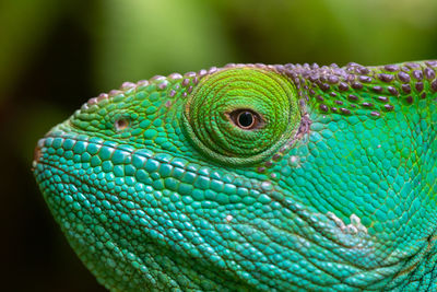 Close-up of lizard