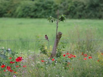 View of bird perching on plant in field