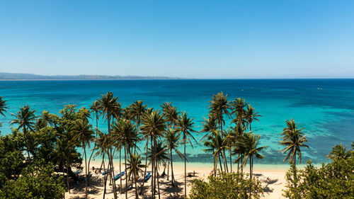 Palm trees by sea against clear blue sky