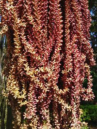 High angle view of red flowering plant