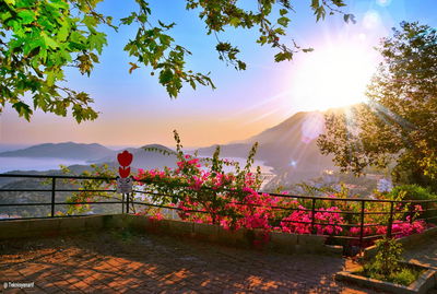 Flowering plants by trees against sky during sunset