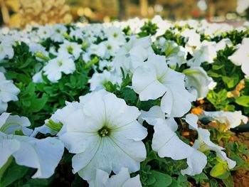 Close-up of white flowers blooming outdoors