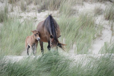 Horses in the dunes