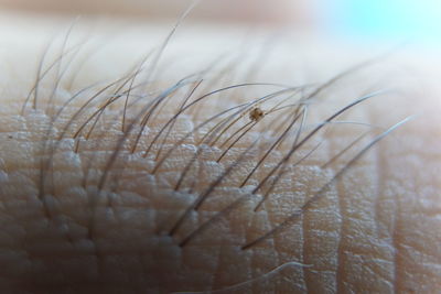 Close-up of insect on a hand