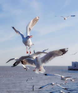 Seagulls flying over sea against sky