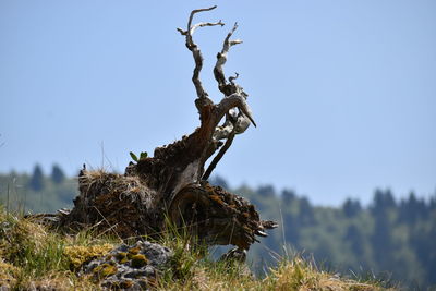 Low angle view of driftwood on field against clear sky