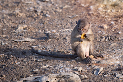 Lizard eating food on land