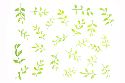 Close-up of leaves against white background