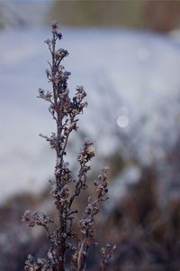 Close-up of snow on plant during winter