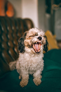 Dog on sofa at home