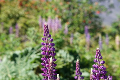 Close-up of purple lavender flowers on field