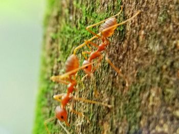 Close-up of caterpillar on plant