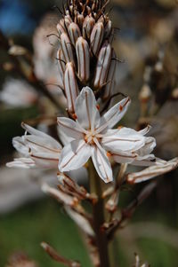 Close-up of white flowering plant