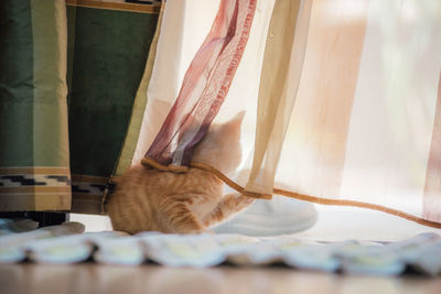 Cat sitting by window at home