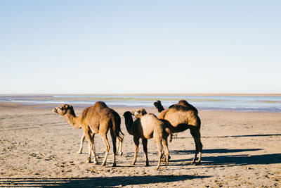 Horses on sand at beach against clear sky