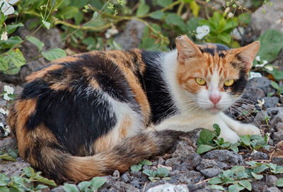 Portrait of a cat