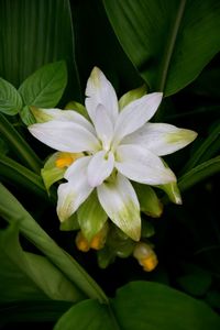 Close-up of yellow flowers blooming outdoors