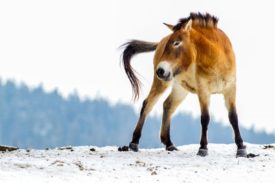 Horse standing on snow field against clear sky