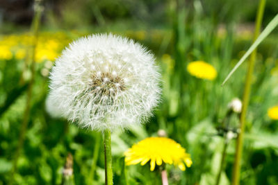 Close-up of dandelion flower growing on field