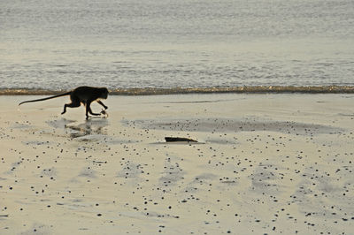 Monkey carrying crab on beach