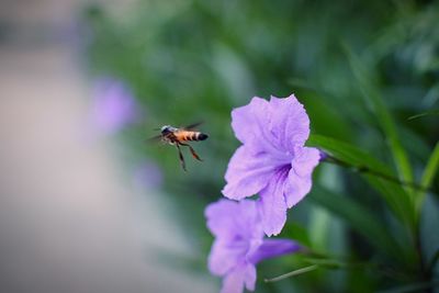 Close-up of bee pollinating on purple flower