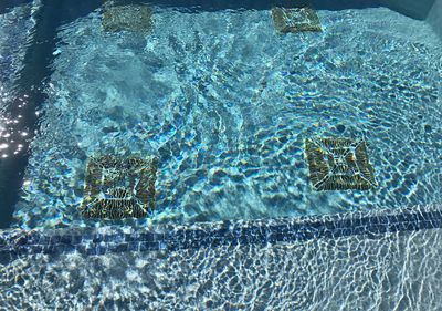 Close-up of turtle in swimming pool