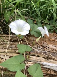 Close-up of white flowering plant on field