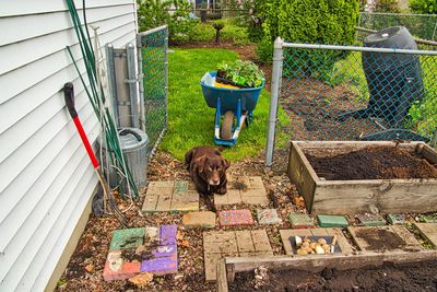High angle portrait of a dog in yard