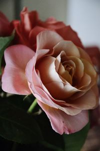 Close-up of pink rose