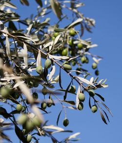 Low angle view of berries on tree against sky
