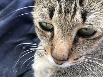 Close-up portrait of a cat