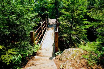 Footpath amidst trees in forest