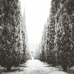 Narrow pathway along trees