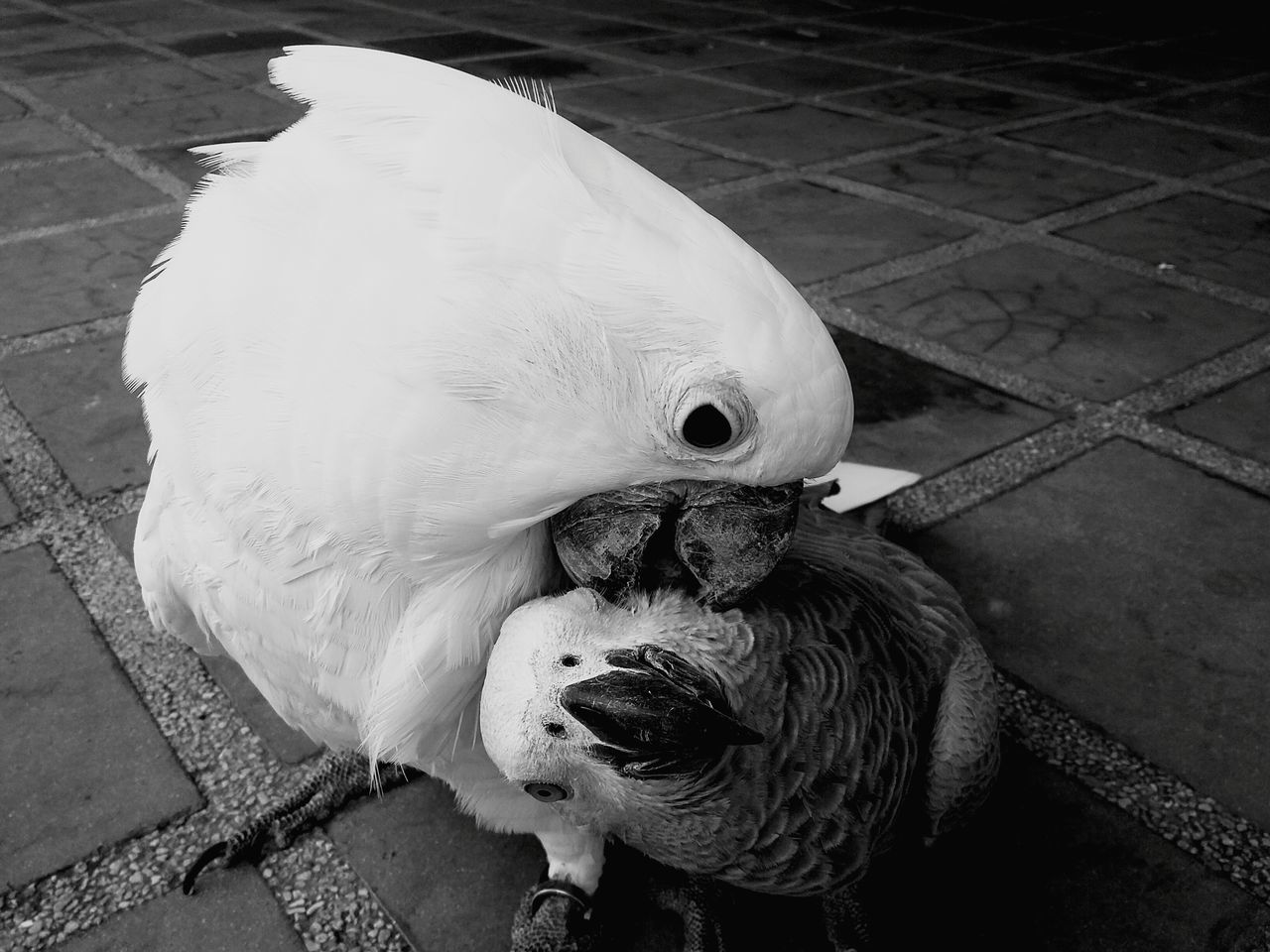 animal themes, bird, one animal, high angle view, close-up, wildlife, animals in the wild, day, outdoors, no people, sunlight, white color, water, beak, animal head, nature, metal, animal representation, street, pigeon