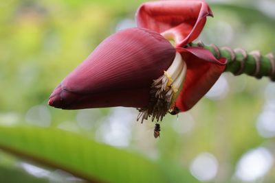 Tree flower banana